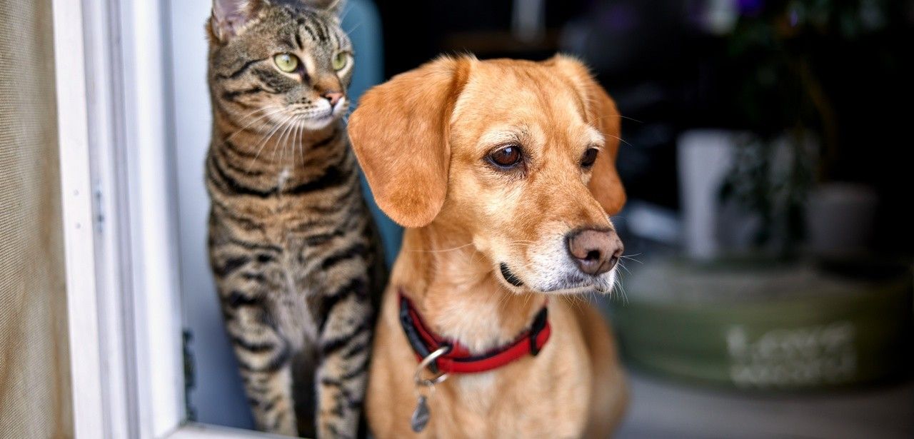 95 Hunde und Katzen aus schlechten Lebensbedingungen (Foto: AdobeStock -  kerkezz 480022826)