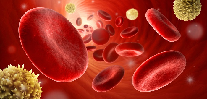 Rote und weße Blutkörperchen: Wie wichtig ist es doch, dass die Anzahl im Blut stimmt
