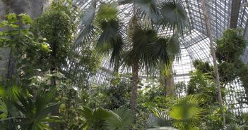 Berliner Institutionen retten bedrohte Wildpflanzen auf der (Foto: I. Haas, Botanischer Garten und Botanisches Museum Berlin)