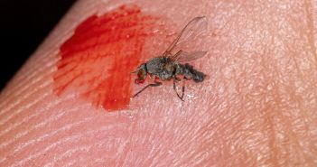 Effektiver Schutz vor Mücken und Zecken mit BALLISTOL (Foto: AdobeStock - ViniSouza128 453564721)