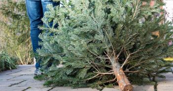 Gebührenfreie Abholung von Weihnachtsbäumen in Städten und (Foto: AdobeStock - SKatzenberger 317018638)