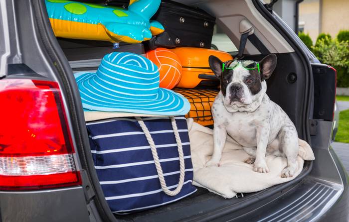 Die Fahrt im Auto ist für den Vierbeiner die angenehmste Art zu Reisen. (Foto: shutterstock - Patryk Kosmider)