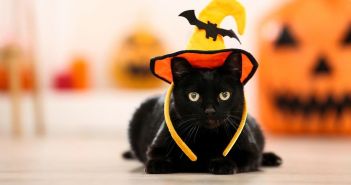 Tipps für ein sicheres Halloween: Tiere im Haus lassen (Foto: AdobeStock - 5second 292967585)